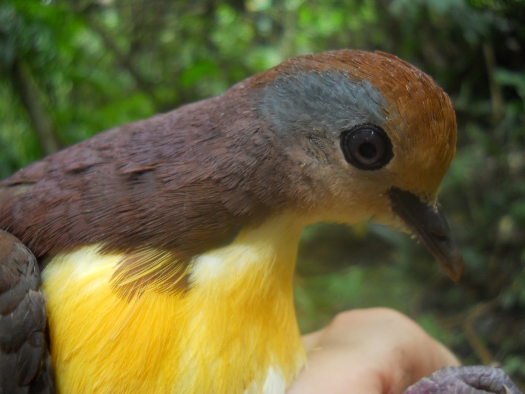Cinnamon Ground Dove in the hand.
