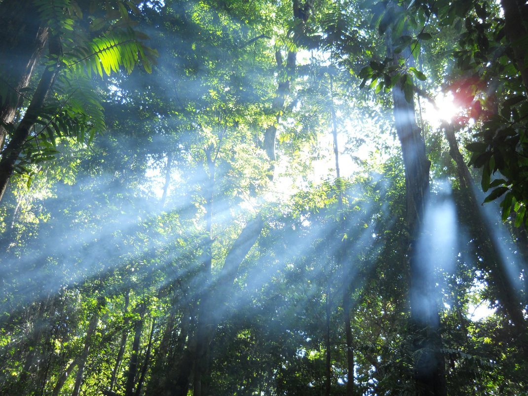 Sun filtering through the tropical canopy.