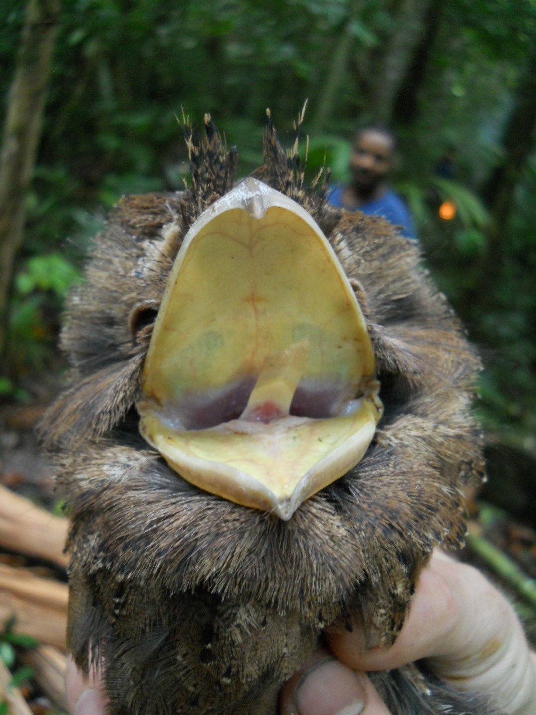 A Marbled Frogmouth opening wide to scare the crap out of anything in it's path.