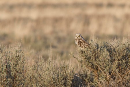 A male Short-eared Owl. Photo by Eric Harlow