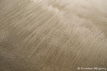 Bird track and sign do not count in a Big Day. Photo by Brendan McGarry.