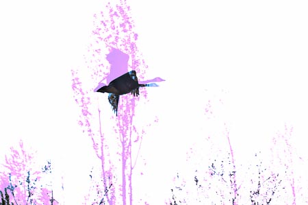 What birds start to look like on a big day. Photo by Brendan McGarry.