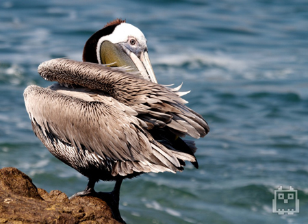 Brown Pelican Photo by Zachary Shane Orion Lough