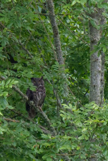 A Great-horned Owl at Nisqually. Photo by Toby Ross 1