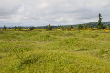 The Mima Mounds. Photo by Toby Ross 2