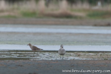 Brendan_McGarry_130911_00192