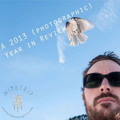 A Gray Jay and I share some airspace.