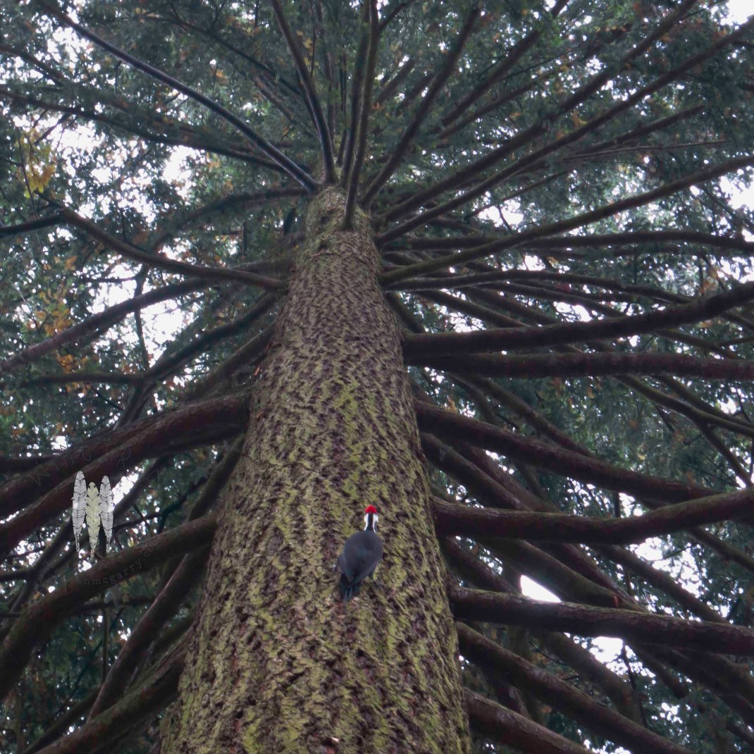 A Pileated Woodpecker that regularly visits Seattle Audubon in Wedgewood.