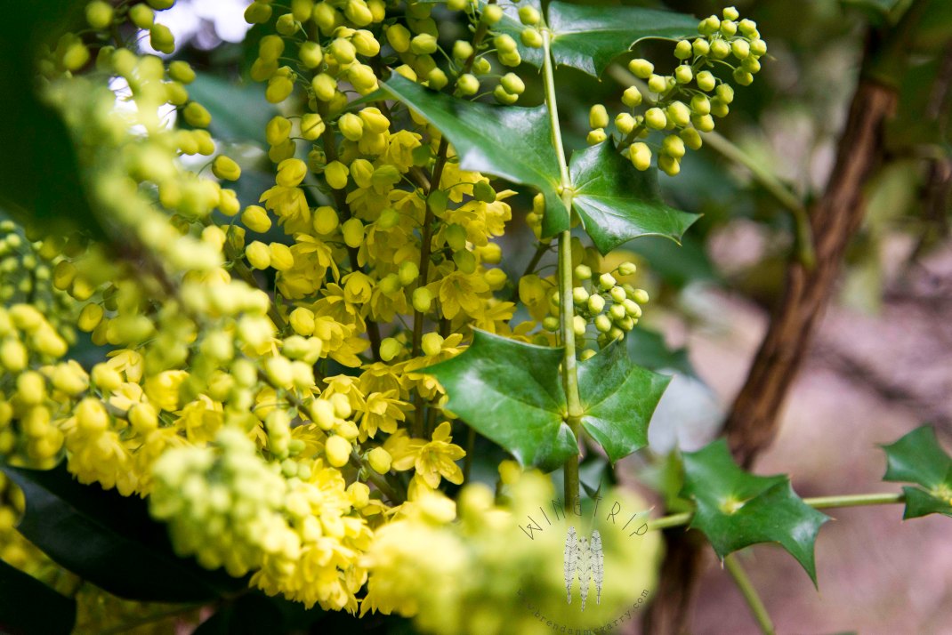 Tall Oregon grape at the Arboretum. A winter bloomer and a huge attractant to Anna's Hummingbirds.