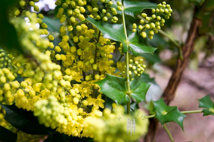 Tall Oregon grape at the Arboretum. A winter bloomer and a huge attractant to Anna's Hummingbirds.