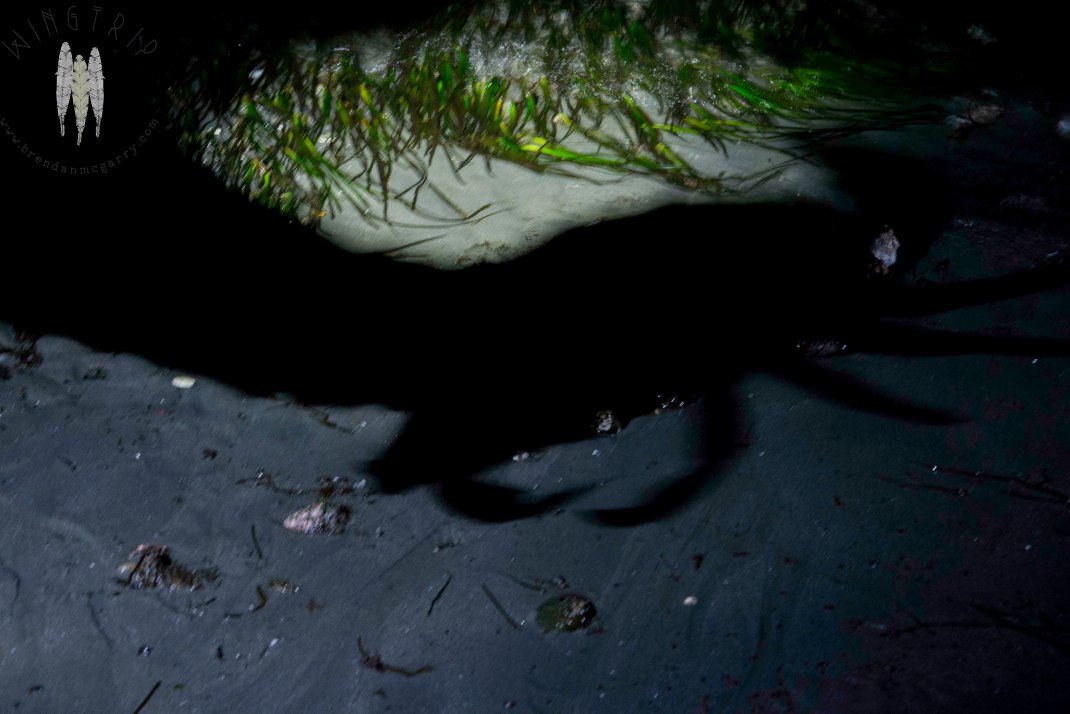 Shadowboxing with crabs.