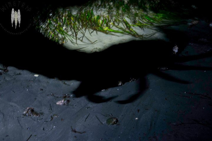 Shadowboxing with crabs.