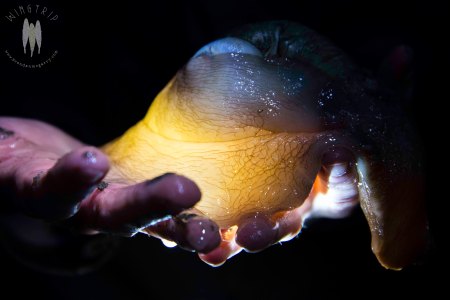 The predatory Moon Snail (family Naticidae)...seriously they are voracious predators.