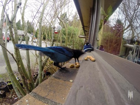 A Steller's Jay snagging a peanut. 