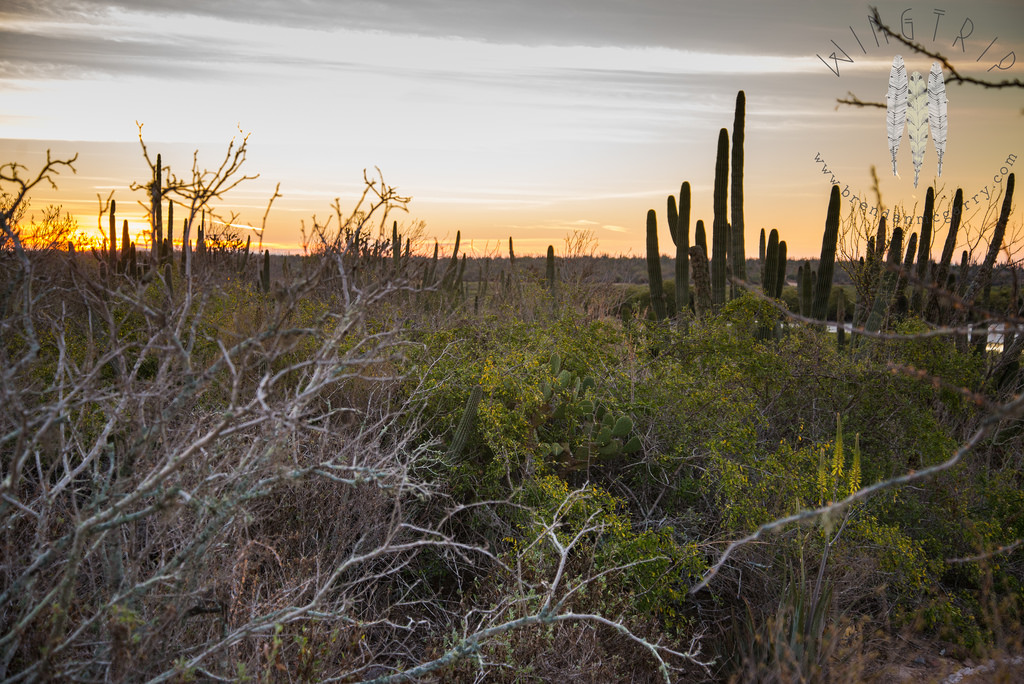 13269733564_6c0888470d_b