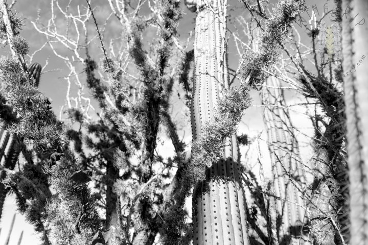 13607155825_67a1a1ab5f_b