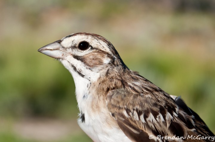 6069922659_3a5f6e27dd_b