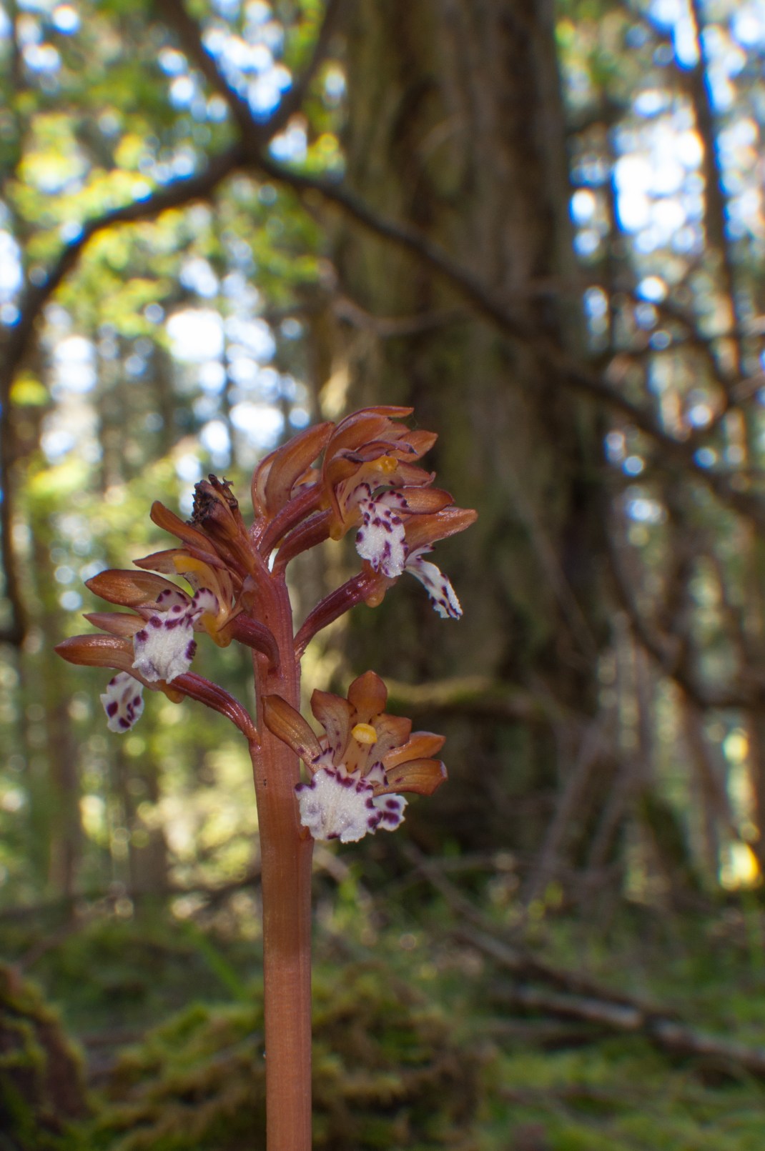 Brendan_McGarry_130505_00435