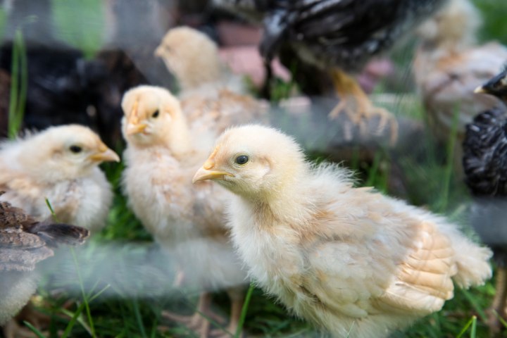 Brendan_McGarry_140505_00187