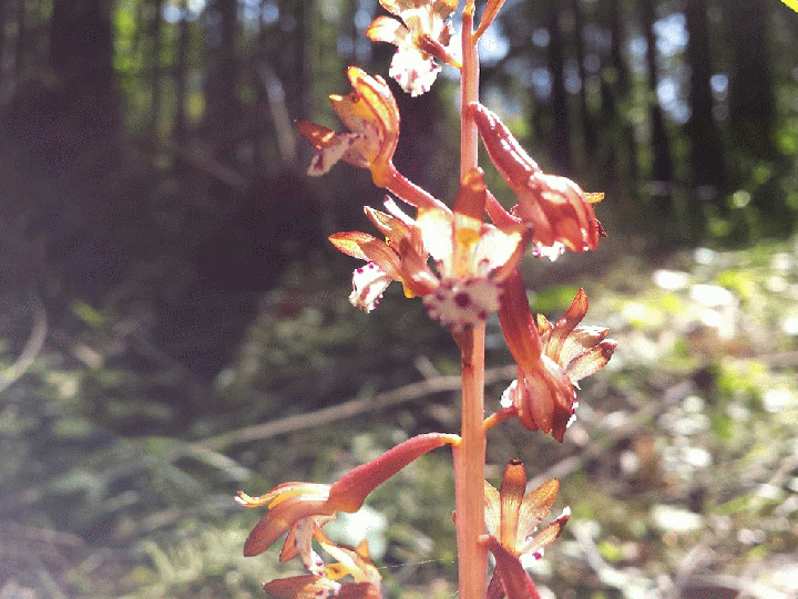 20140522_103617_6-MOTION