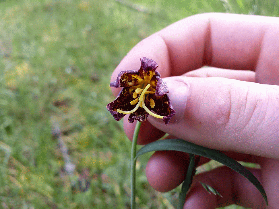 20140522_105607_1-MOTION