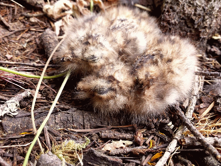 20140706_150623_1-MOTION