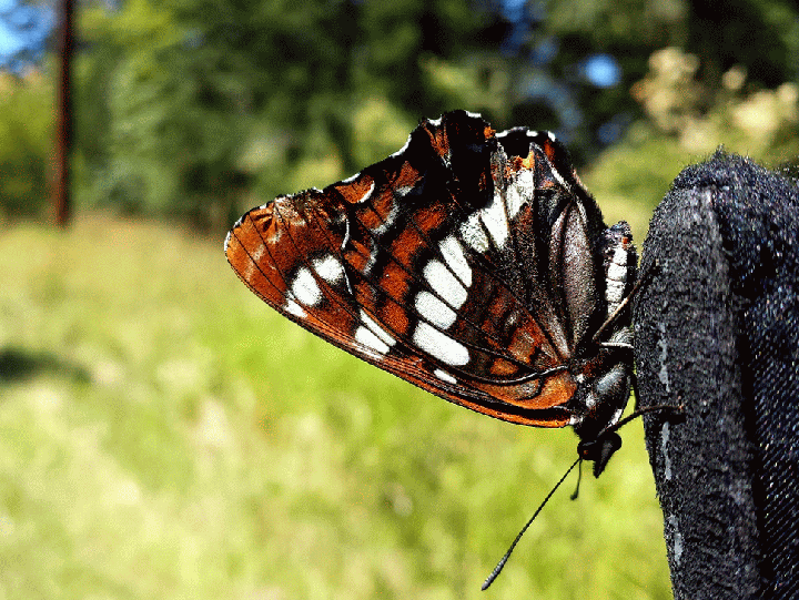 20140708_135252_2-MOTION