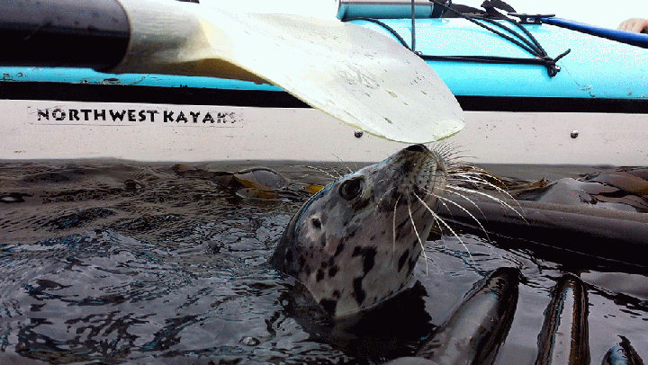 20140816_115309-MOTION