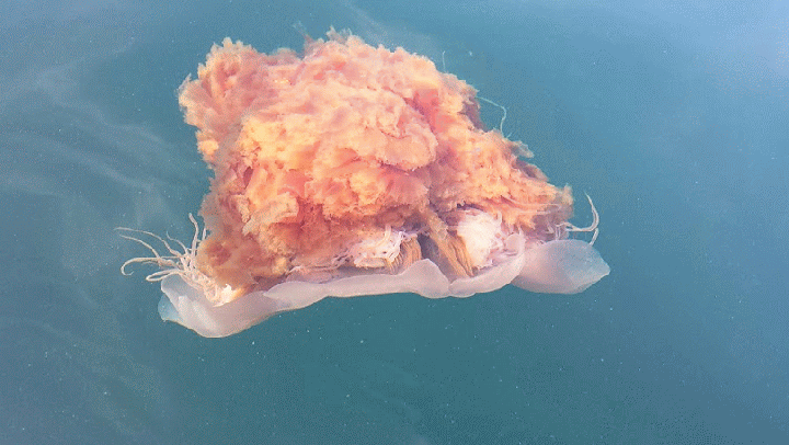 20140816_154800-MOTION