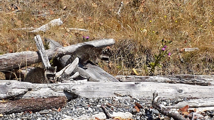 20140817_141231_1-MOTION