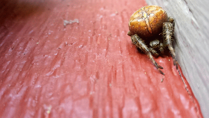 20140911_121721_1-MOTION