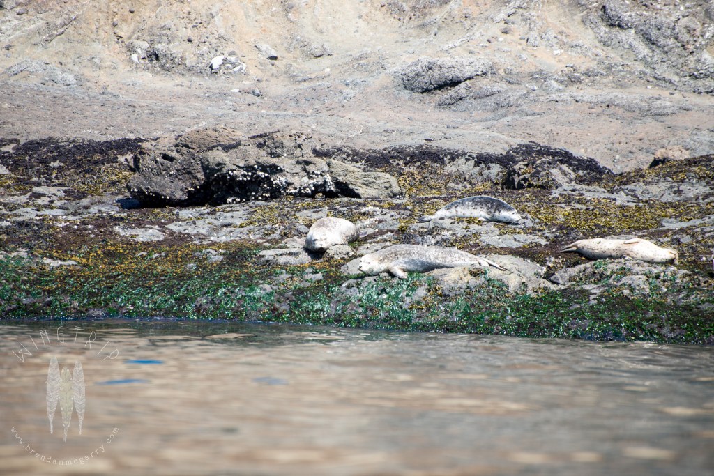 Brendan_McGarry_140726_00069