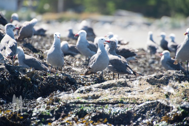 Brendan_McGarry_140726_00089