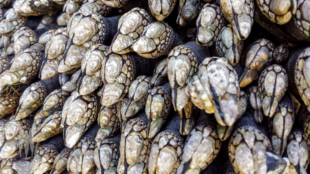 Brendan_McGarry_140808_00248