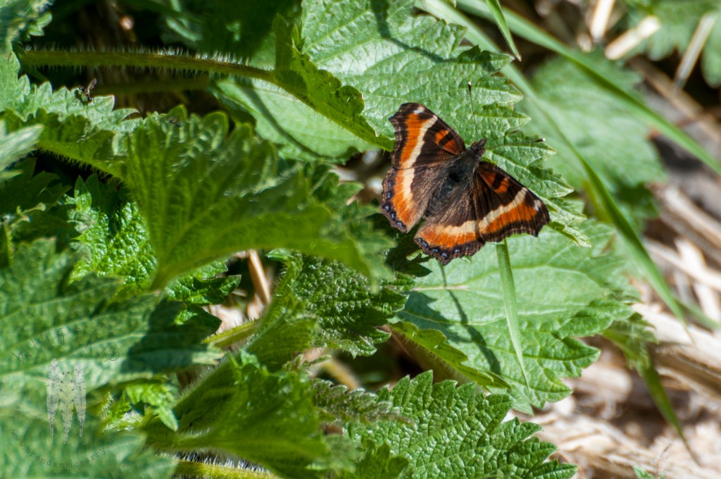 Brendan_McGarry_120415_00509