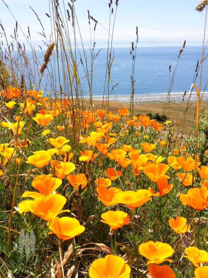 Brendan_McGarry_140609_00066