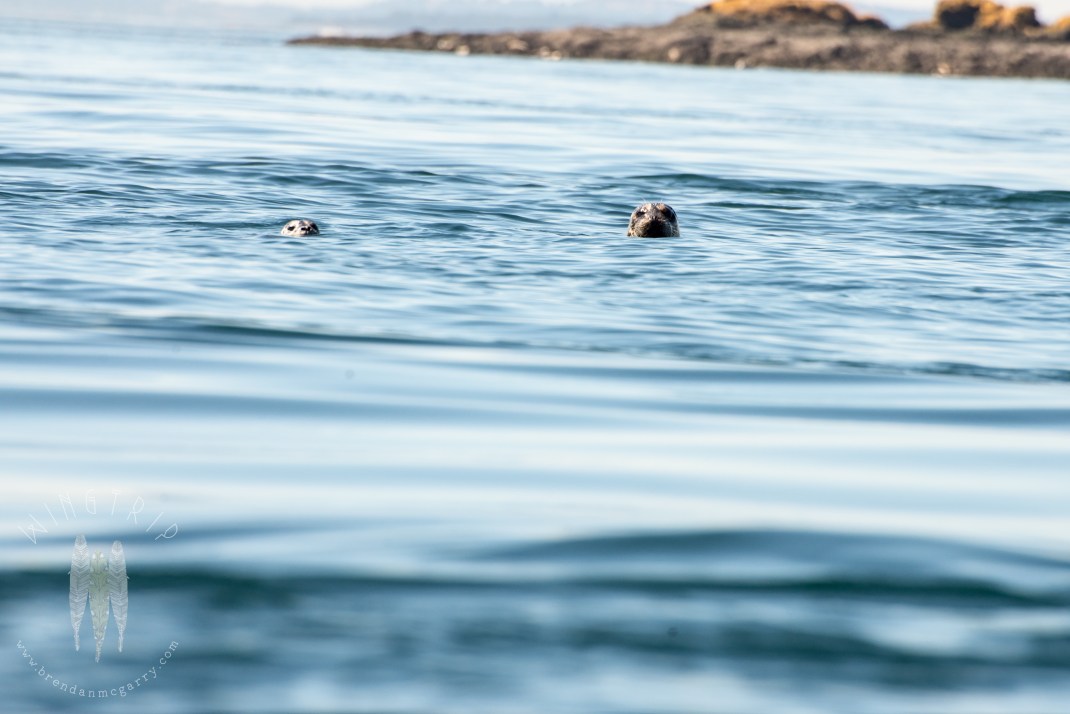 Brendan_McGarry_140727_00228