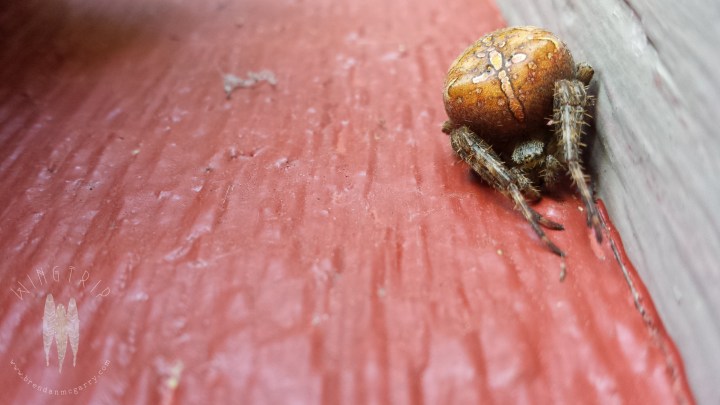 Brendan_McGarry_140911_00062