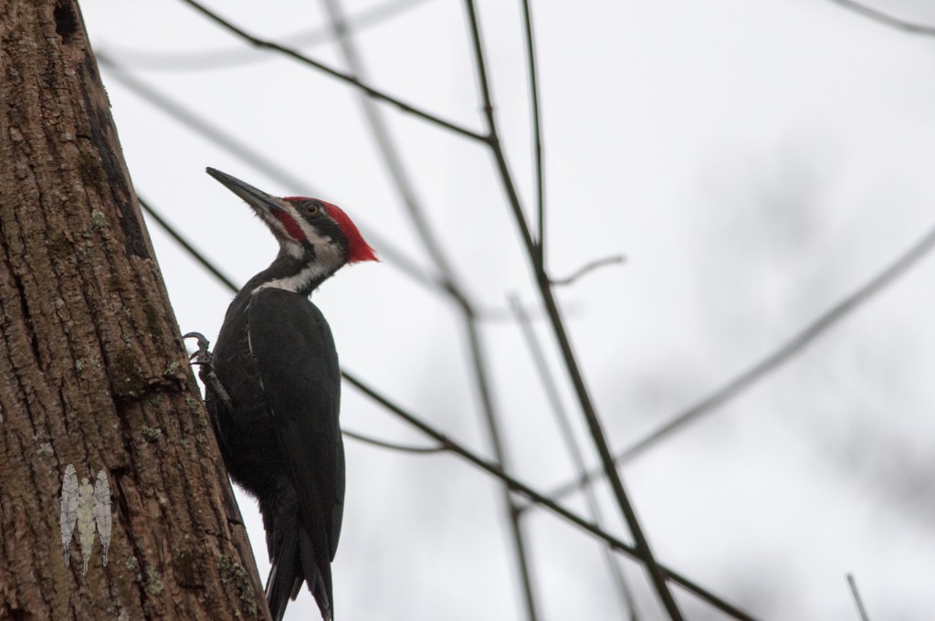 Brendan_McGarry_130316_00090