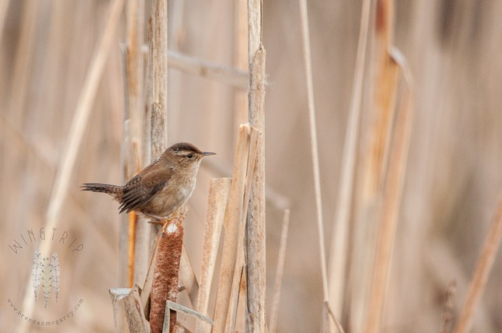 Brendan_McGarry_130329_00067