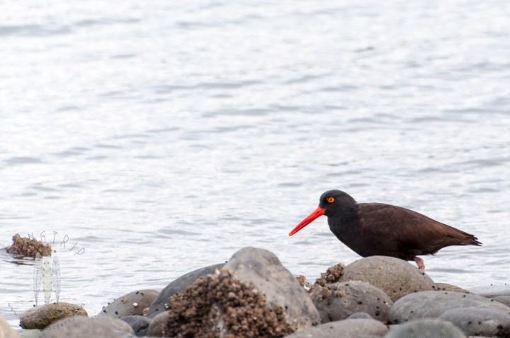 Brendan_McGarry_130408_00266