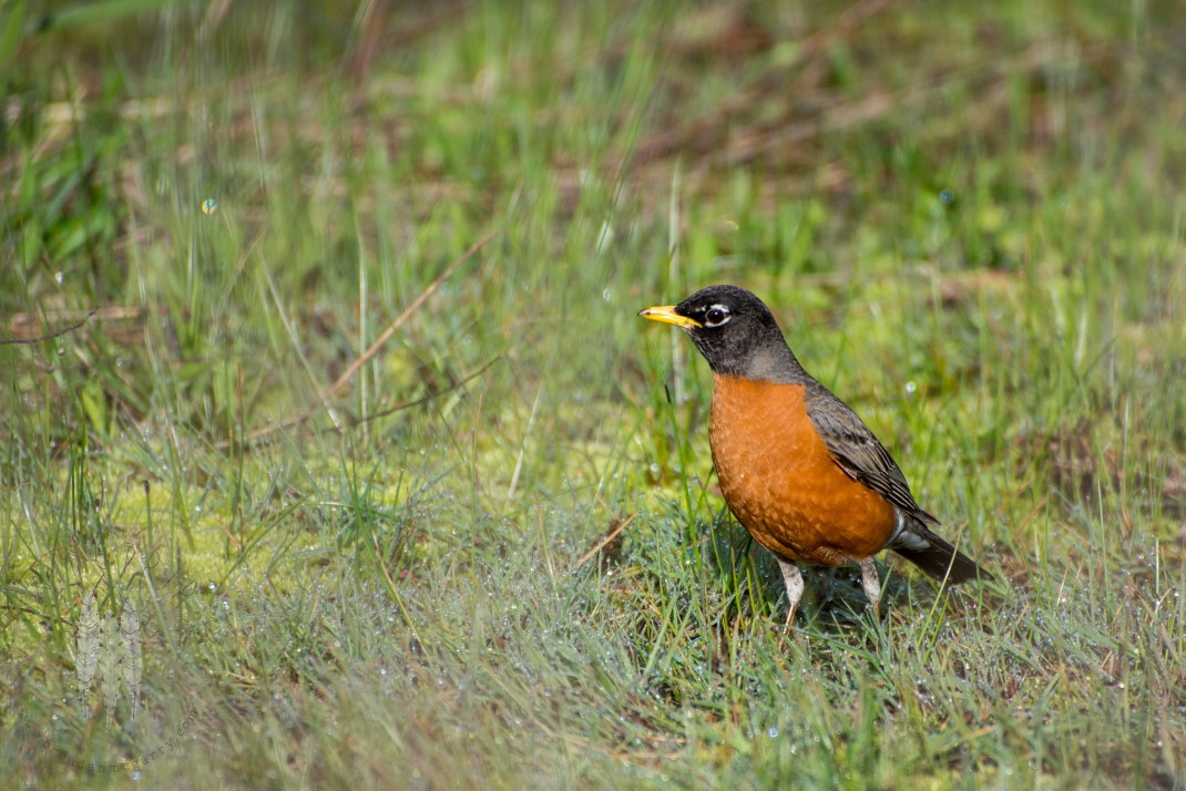 Brendan_McGarry_140414_00088