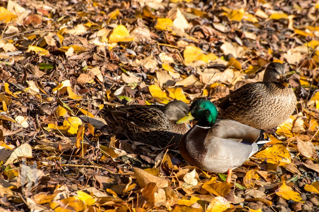 Brendan_McGarry_141130_00039