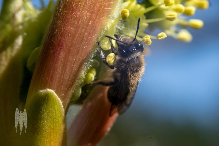 Brendan_McGarry_150312_00713