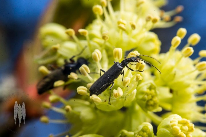 Brendan_McGarry_150324_00845