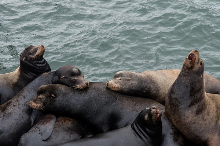 16952839448_f0aa1bc807_b