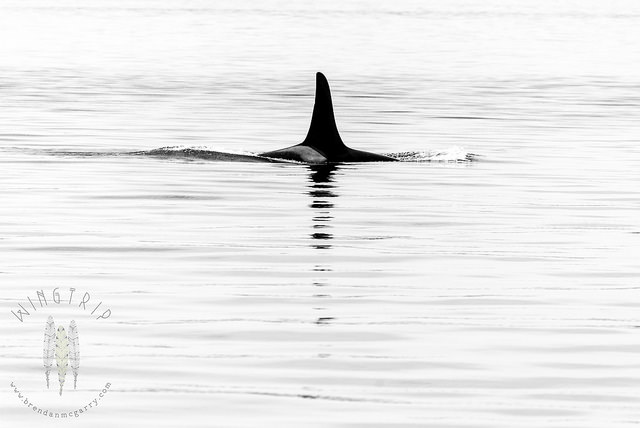 17748171920_ecbae28d83_z