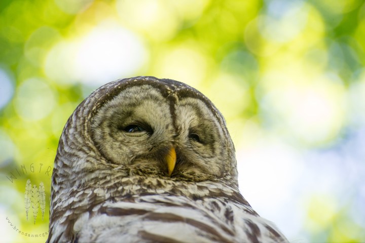 Brendan_McGarry_150608_00057