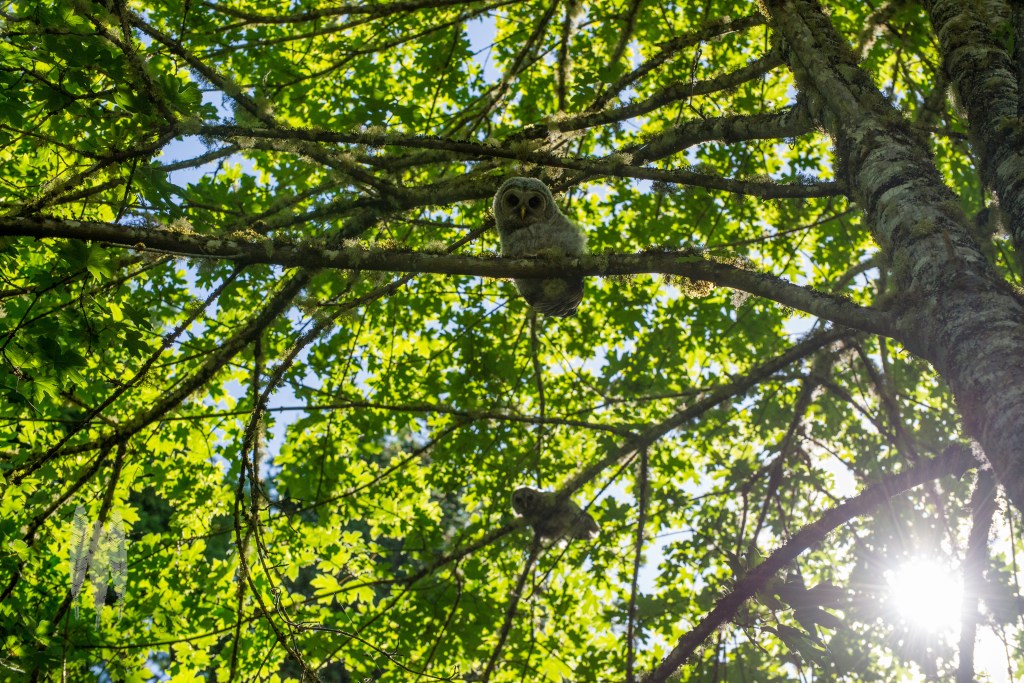 Brendan_McGarry_150608_00085