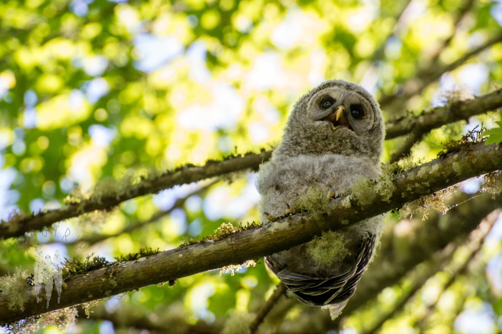 Brendan_McGarry_150608_00100